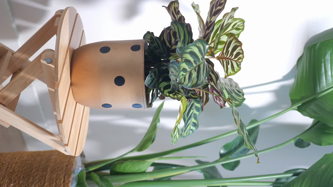 Houseplant with decorative pot on a plant stand
