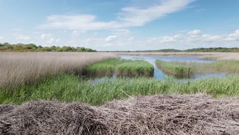 Westwood-Marshes-Feuchtgebiete-Friedlicher-Natürlicher-Lebensraum-Für-Wildtiere,-Suffolk