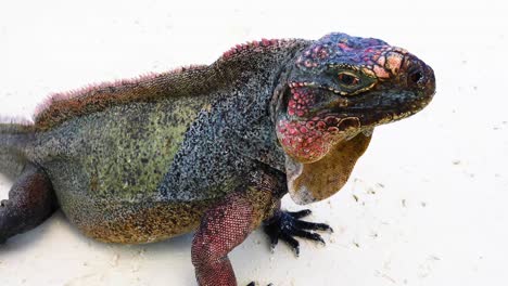 Statische-Aufnahme-Eines-Nördlichen-Bahamaischen-Felsenleguans-Cyclura-Cychlura-Aus-Nächster-Nähe