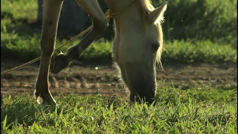 caballo pastando en un pasto