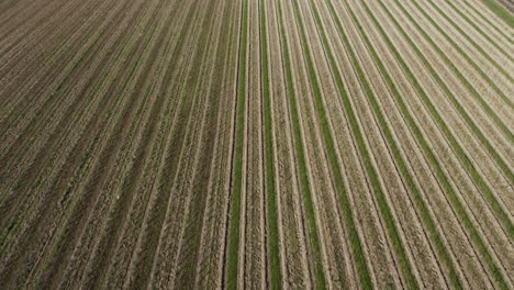 4K-Aerial-Shot-of-a-vineyard-in-the-Fall