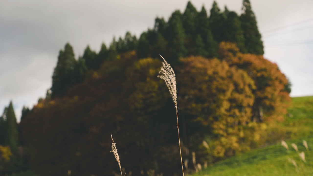 Tall Feather Grass Against Bokeh Autumnal Foliage At Zao Mountains In Japan