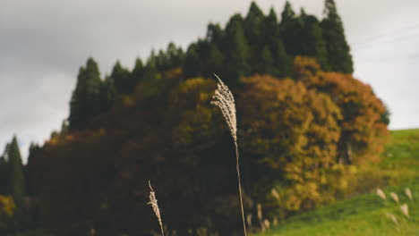 tall feather grass against bokeh autumnal foliage at zao mountains in japan