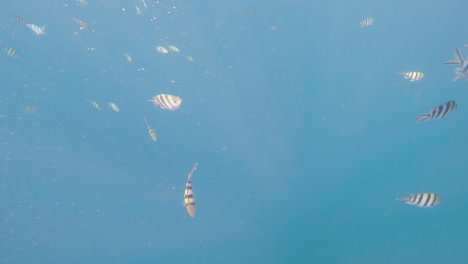 Cinematic-underwater-shot-of-a-fish-swarm-in-clear-blue-waters-in-4K,-120-FPS,-Slomo