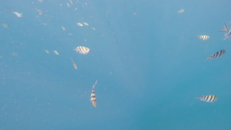 cinematic underwater shot of a fish swarm in clear blue waters in 4k, 120 fps, slomo