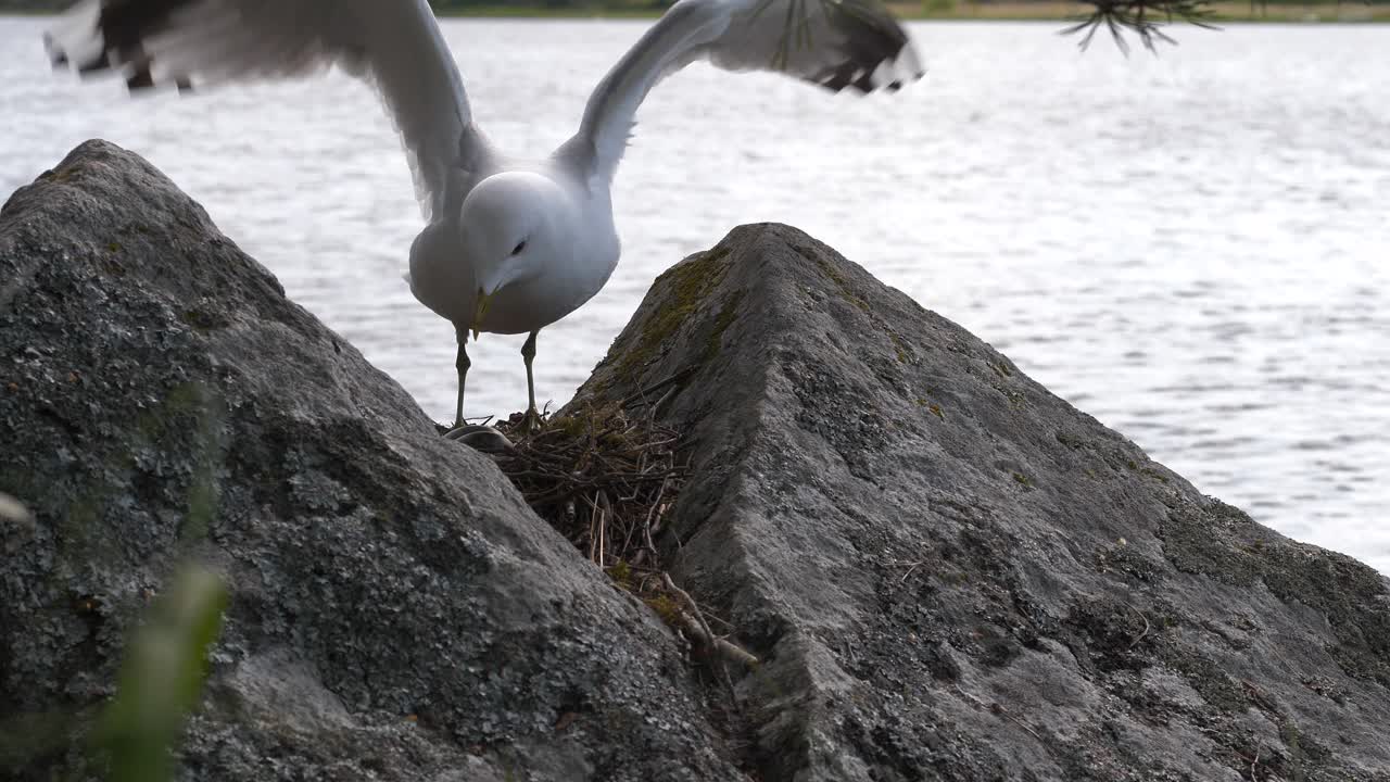 Gull bird flies up and onto it's nest of eggs and sits gently onto the nest