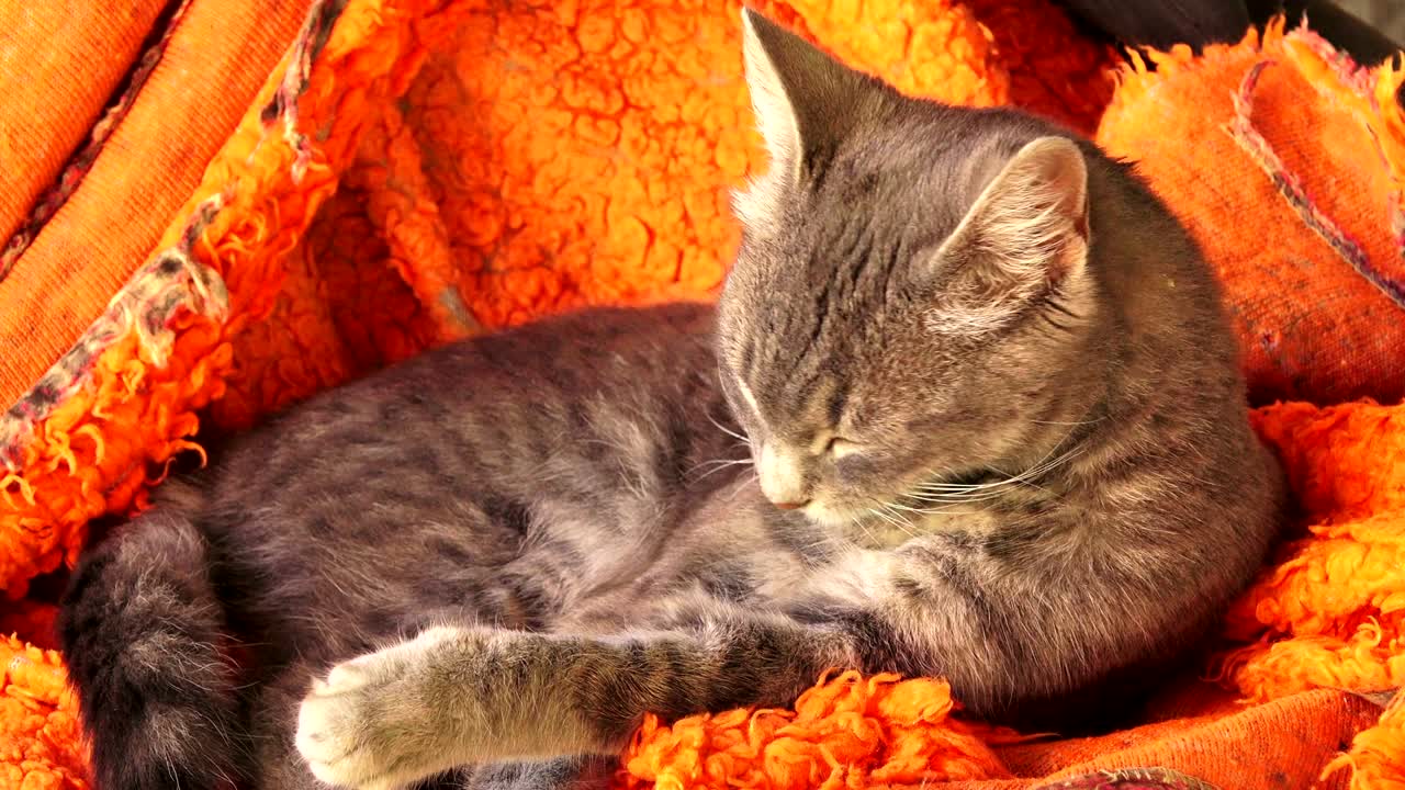 el aseo del gato gris