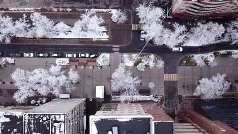 snow-white trees among the stone houses of city