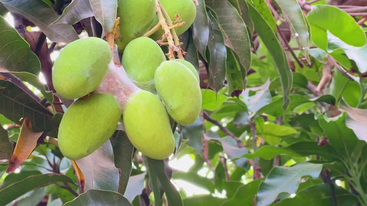 Red fire ant making nest on mango tree