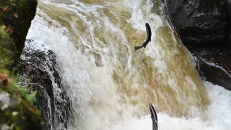 Toma-En-Cámara-Lenta-Del-Salto-Del-Salmón-Atlántico-Con-Peces-Saltando-En-Escocia,-Europa