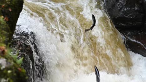 toma en cámara lenta del salto del salmón atlántico con peces saltando en escocia, europa