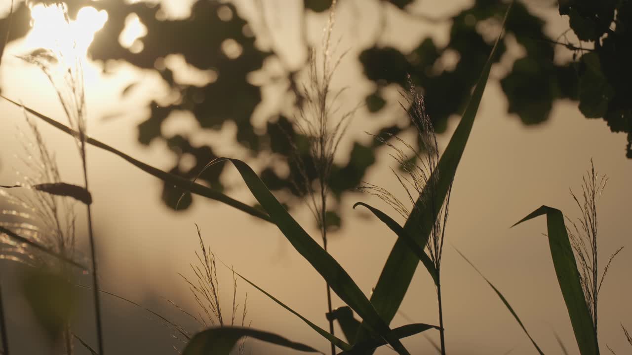 SIlhouetes of reeds and leaves against the sunset sky