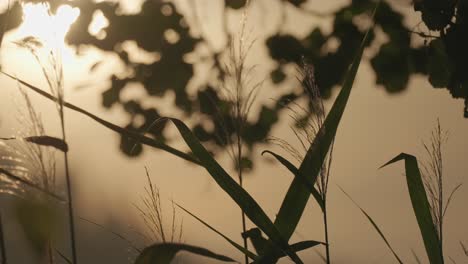 silhouetes of reeds and leaves against the sunset sky