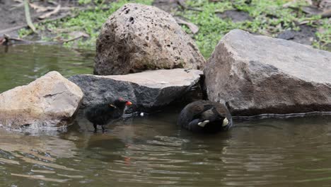 moorhens swimming and climbing over rocks in pond