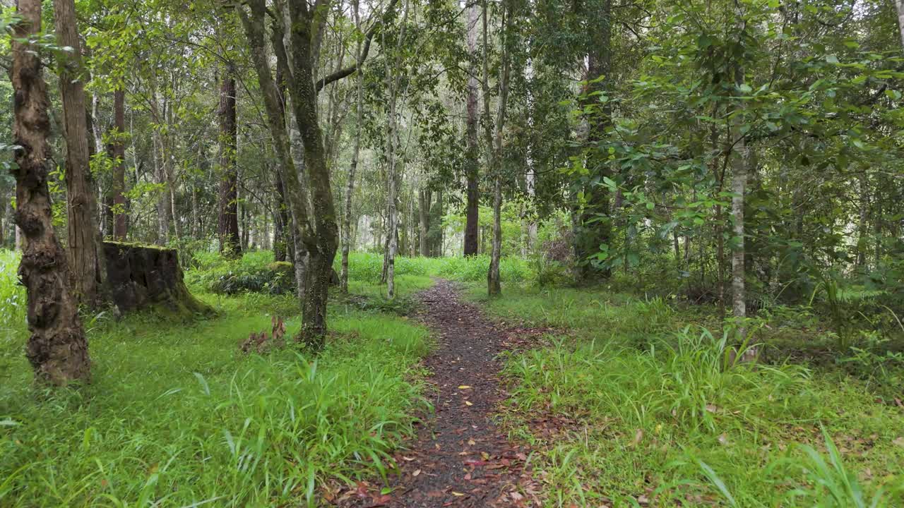 울창 한 숲 과 길 의 공중 사진