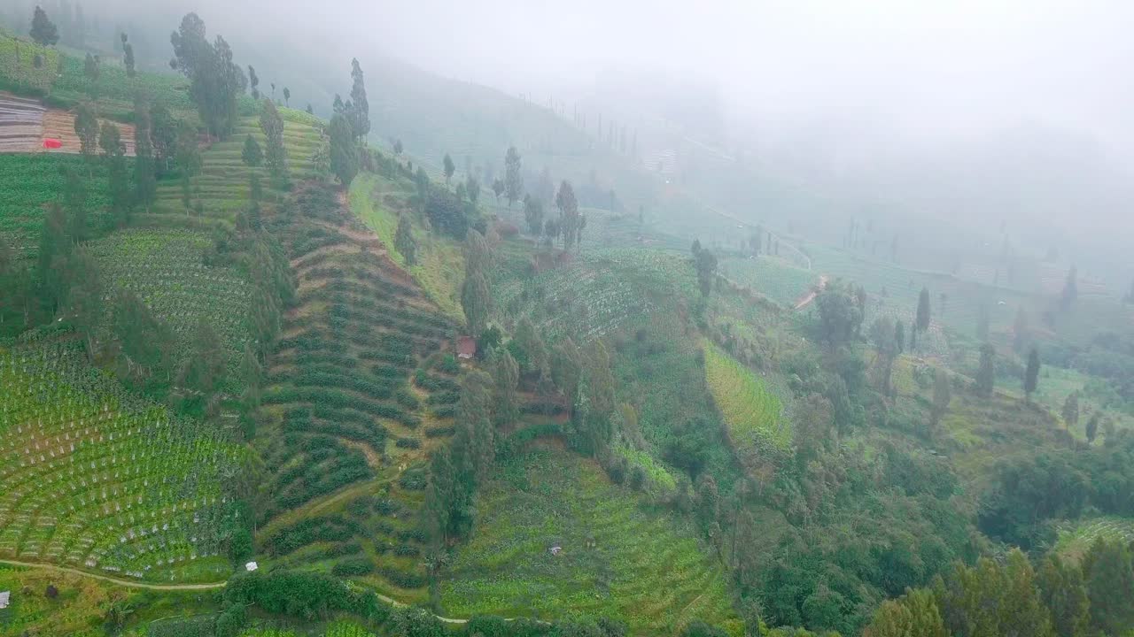 cerro con plantaciones de tabaco