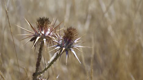 Dried Thistle Flowers in a Field