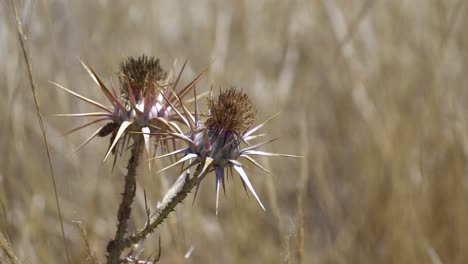 dried thistle flowers in a field