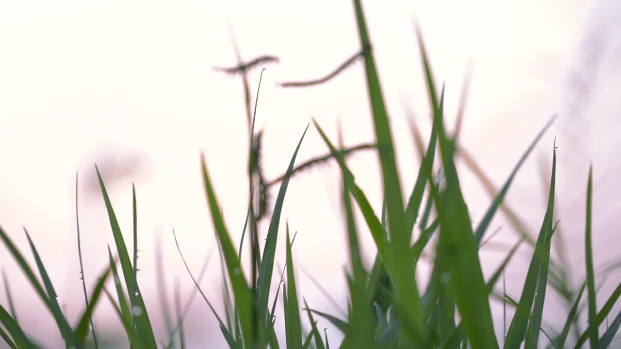 아침 에 녹색 잔디 의 가까운  ⁇  - 선택적 인 초점, 깊은 필드