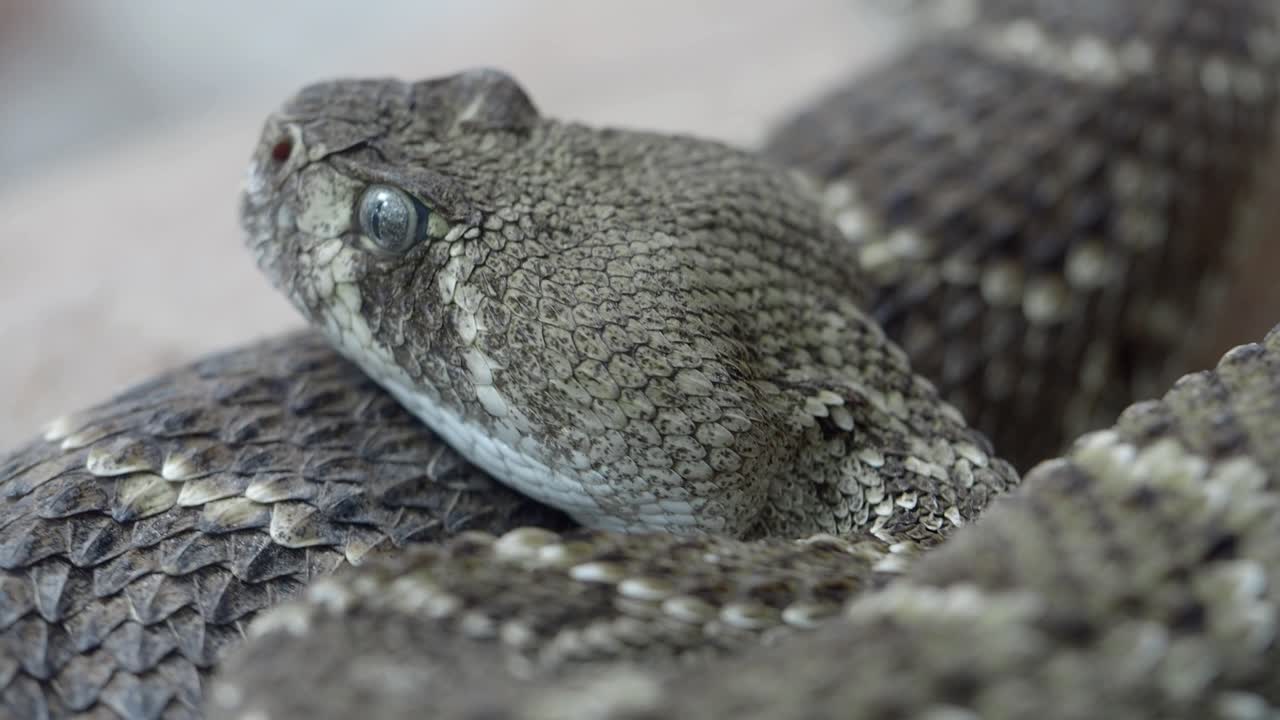 Close-up of a Rattlesnake
