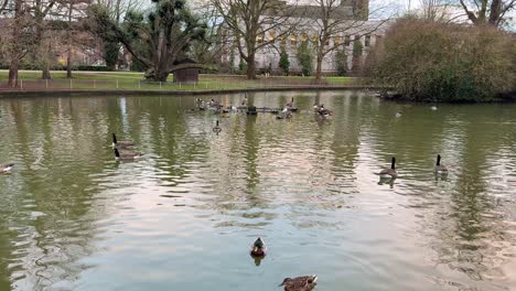 patos salvajes en el parque de st. james, londres, reino unido aves, lago natural