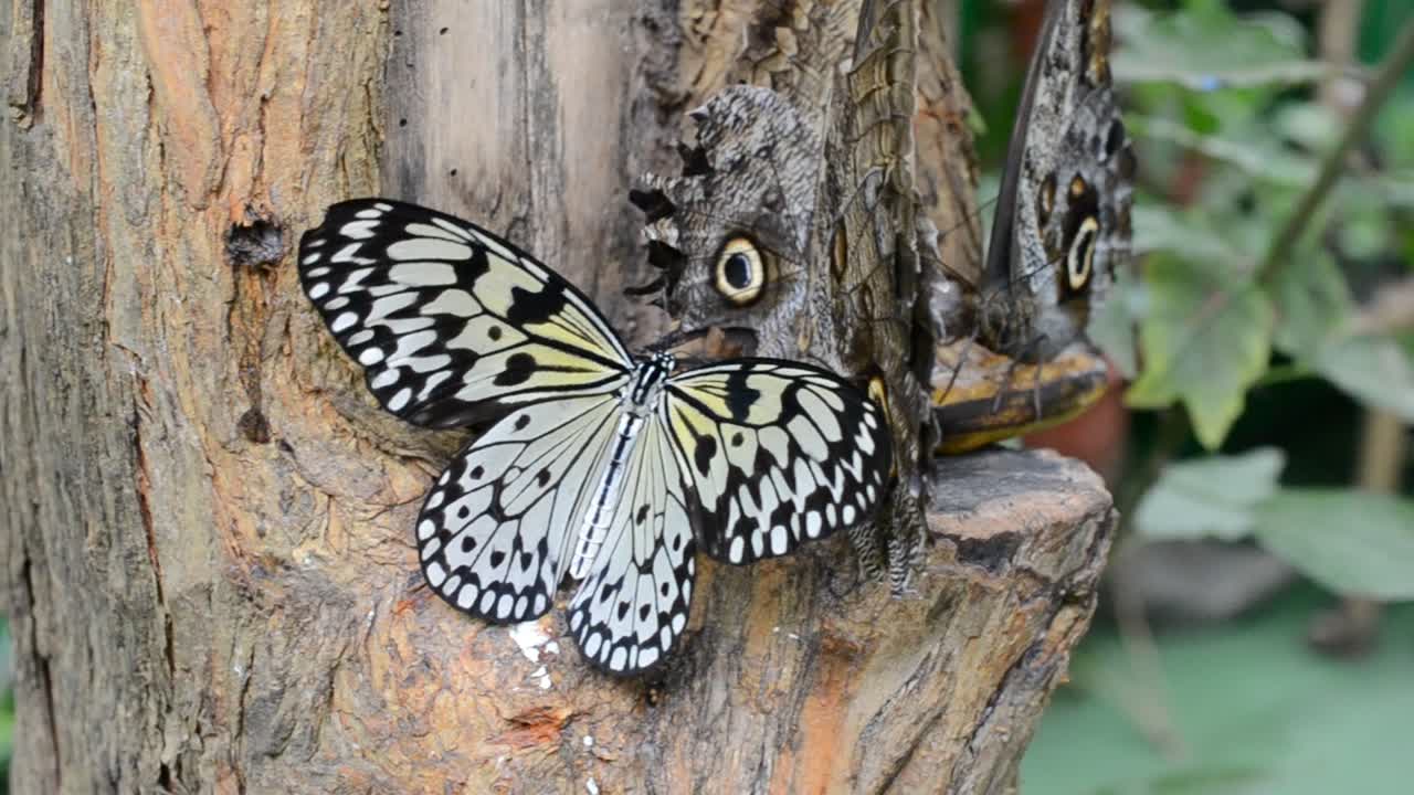 butterfly