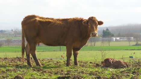 cattle mother with her newborn daughter lying on the ground dairy