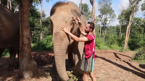 young volunteer at sanctuary smiling happy while petting and caressing elephant