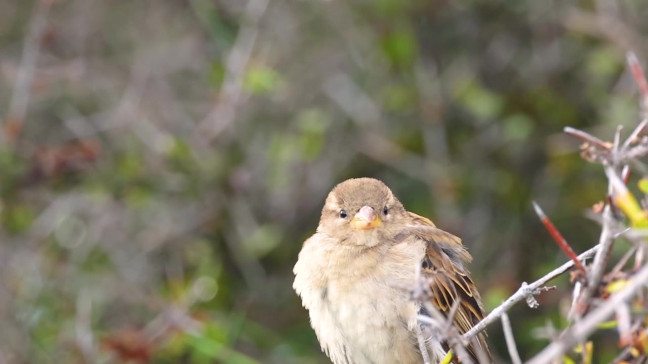 A small sparrow rests on a thorny branch against a soft, blurred green background.
