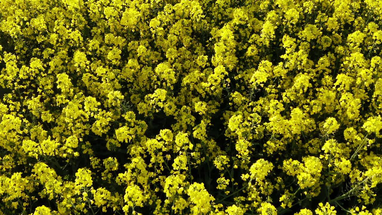 vista aérea del campo de raps