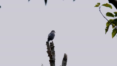 view of the backside of a male blue rock-thrush monticola solitarius standing on a bare broken branch of a tree in a forest in thailand