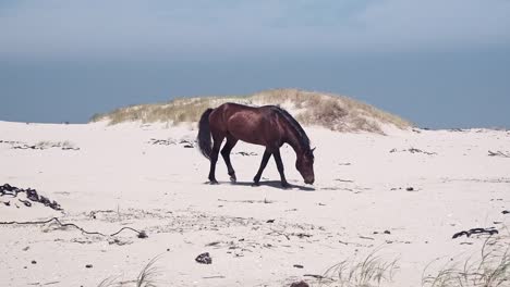 Un-Caballo-Salvaje-Caminando-Por-La-Playa