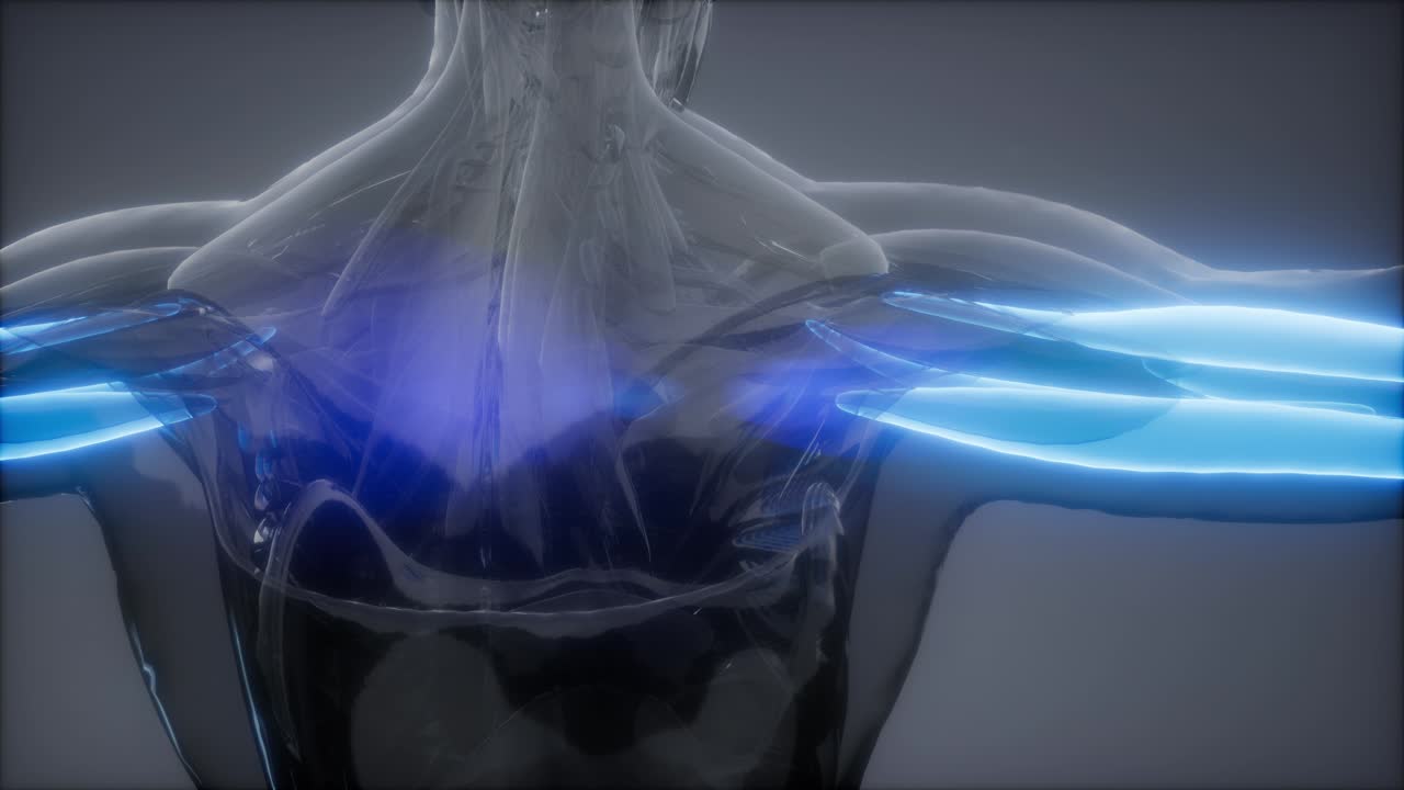 선택된 근육 해부학 지도