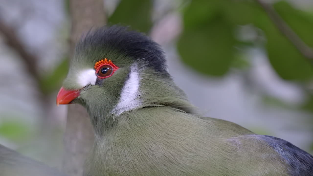 하얀 뺨을 가진 투라코의 머리를 아주 가까이에서 찍은 사진, 흐릿한 배경
