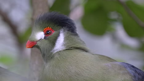 super close shot of the head of a white cheeked turaco , blurred background