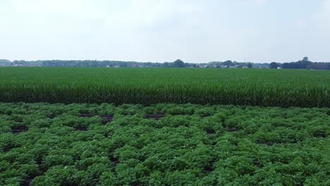 aerial above potato and corn field during cloudy day.