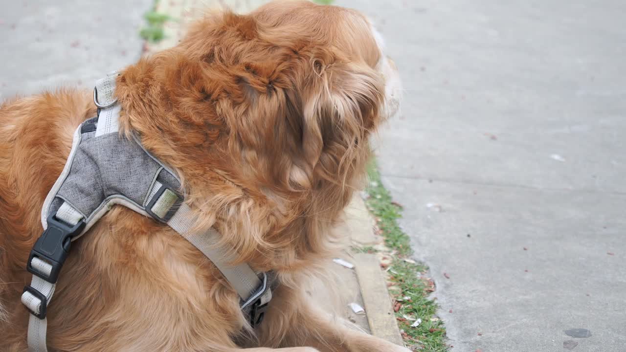primer plano de un perro golden retriever
