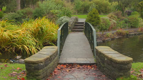 Patos-Mallard-Nadando-Junto-Al-Puente-En-Los-Jardines-Botánicos-Nacionales-De-Dublín,-Irlanda