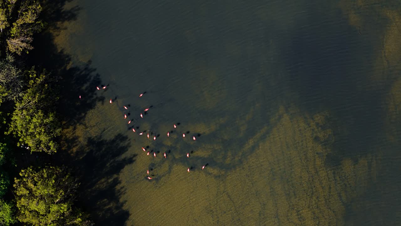 la bandada de flamencos se alimenta en el borde de las llanuras de barro por el bosque de manglares, vista zenital del avión no tripulado