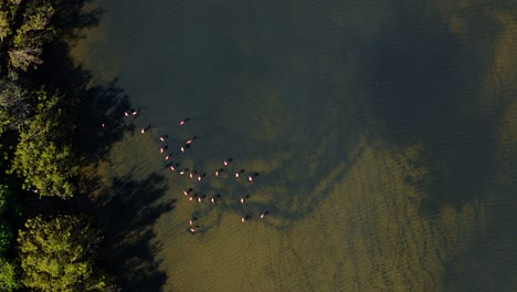 flamingo flock feeds on edge of mudflats by mangrove forest, drone zenithal view