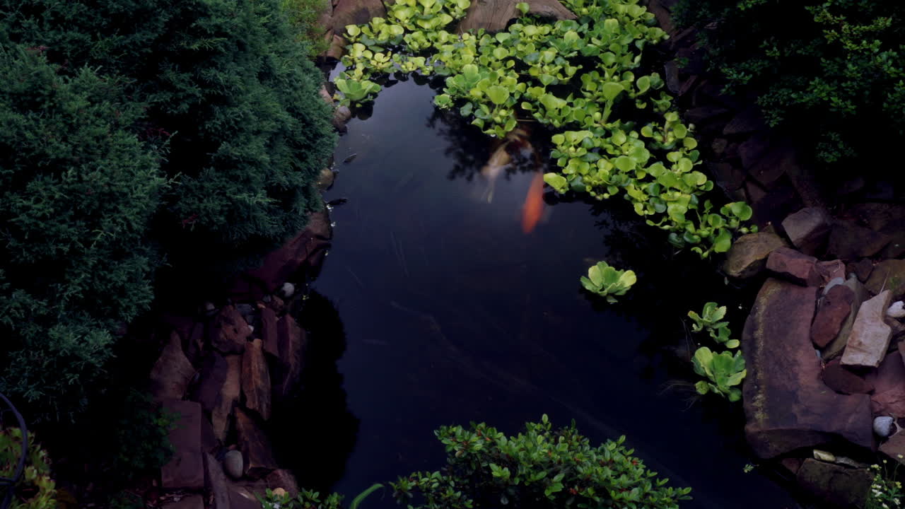 민물 연못의 시간 경과 및 시간 노출