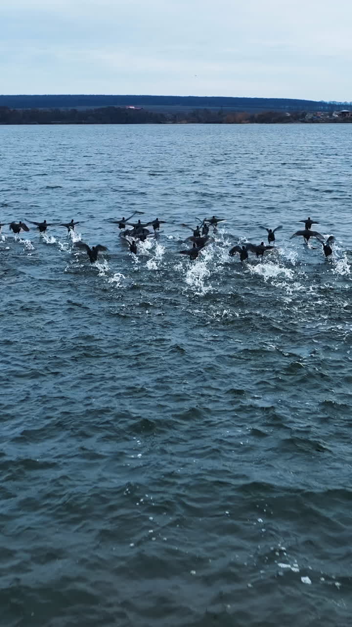 Black ducks fly over the pond close to each other. Ducks leaving white splashes on the water surface. Birds flock joining another bird group. Vertical video