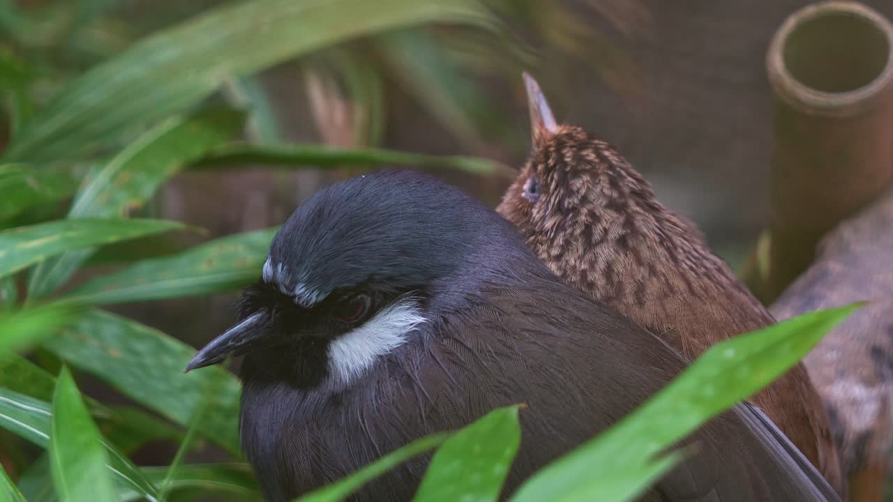 Primo piano di un Garrulo golanera (Pterorhinus chinensis) e di un Hwamei di Taiwan (Garrulax taewanus)