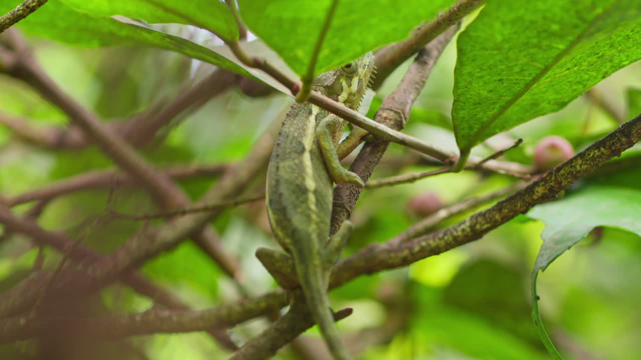 Lappkameleon (Chamaeleo dilepis) fra kameleonfamilien (Chamaeleonidae) på en gren i tropisk løvvegetasjon i Uganda, som viser kamuflasjeatferd, sporende nærbilde med teleobjektiv.