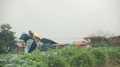 The-Farmer-Working-on-Fertilizer-Spraying-Process-On-Beautiful-Scenery-Cabbage-Farm