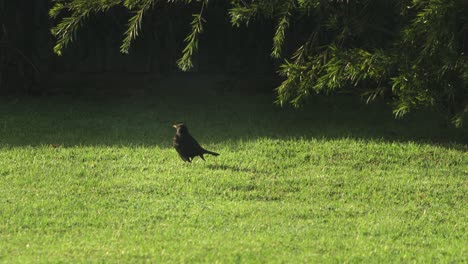 Common-Blackbird-Standing-On-Grass-Sunny-Daytime-Australia-Gippsland-Victoria-Maffra