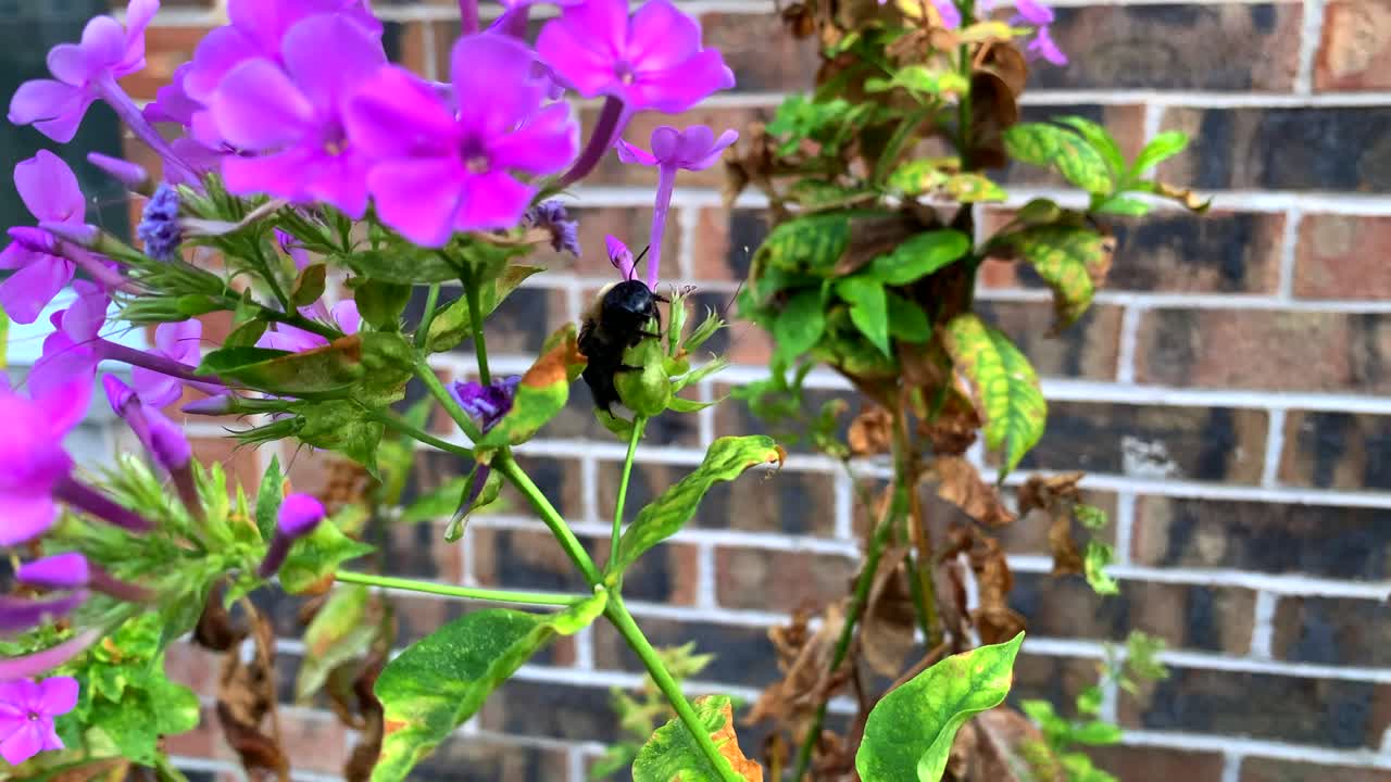 abeja carpintera sentada sobre una flor morada en un día soleado, ligeramente ventosa, de cerca