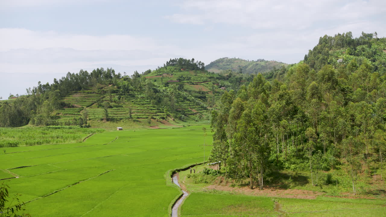 르완다 산맥의 계곡에서 쌀 패티의 넓은 패닝 샷