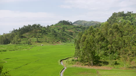 amplia toma panorámica de la empanada de arroz en el valle de la cordillera en ruanda