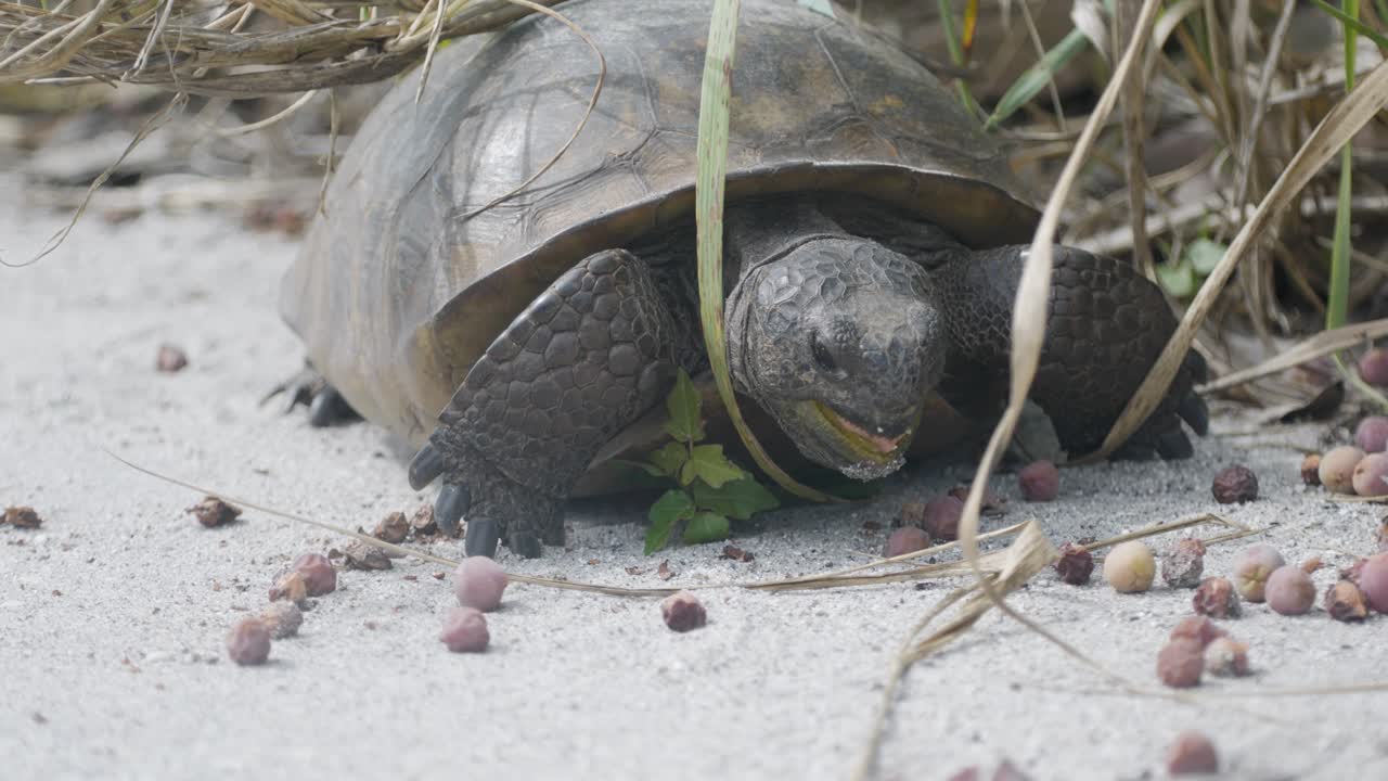 Gopher tortoise slowly walks across sandy ground while chewing food